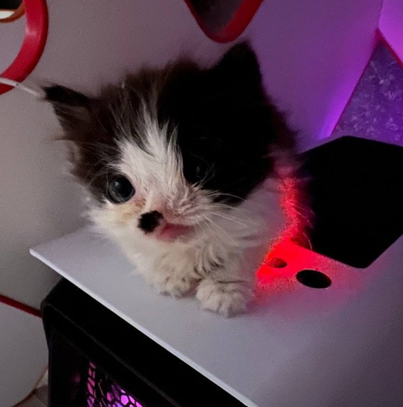 Котик из коробки